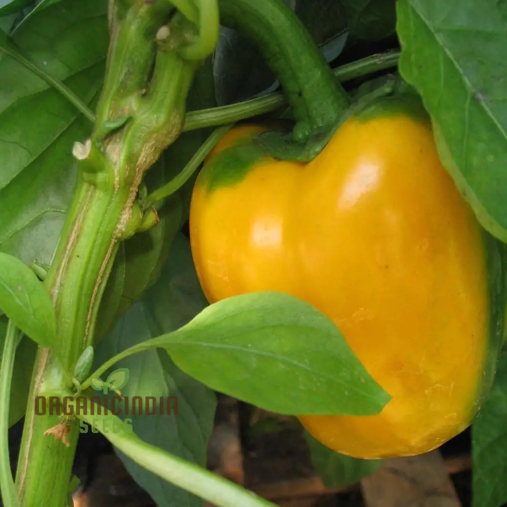 Quadrato Asti Giallo Pepper Vegetable Seeds, Premium Quality Seeds for Gardening Enthusiasts - Image 3