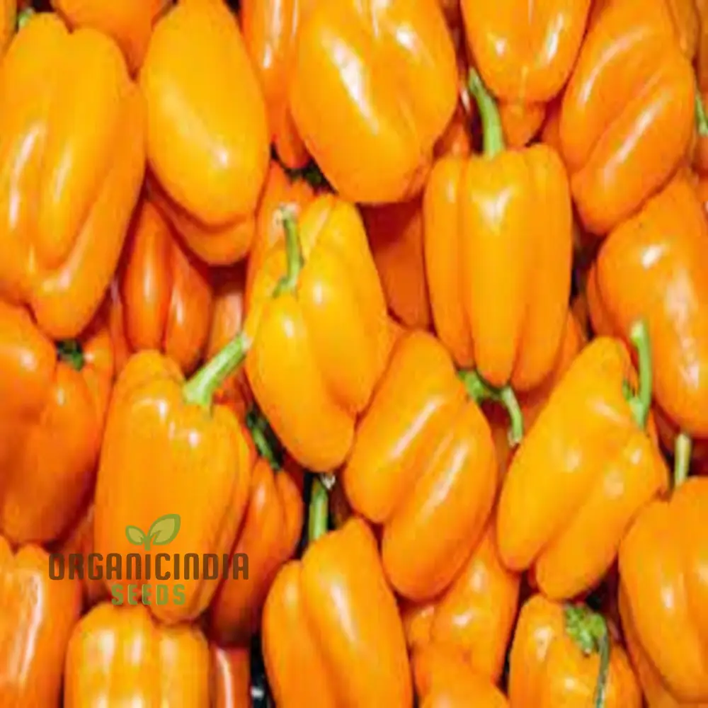 Quadrato Asti Giallo Pepper Vegetable Seeds, Premium Quality Seeds for Gardening Enthusiasts - Image 4