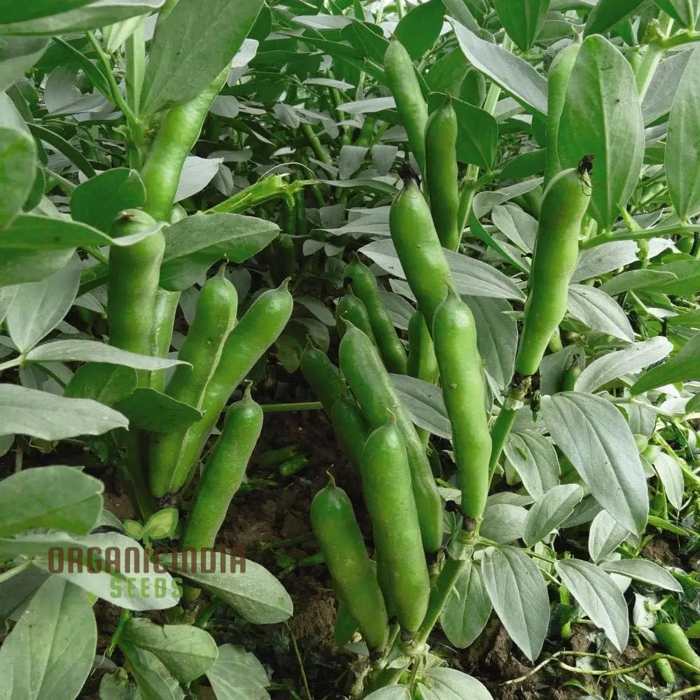 Broad Bean Seeds 'Crimson' for Planting- Ideal for Gardening, Planting, and Growing Your Own Broad Beans
