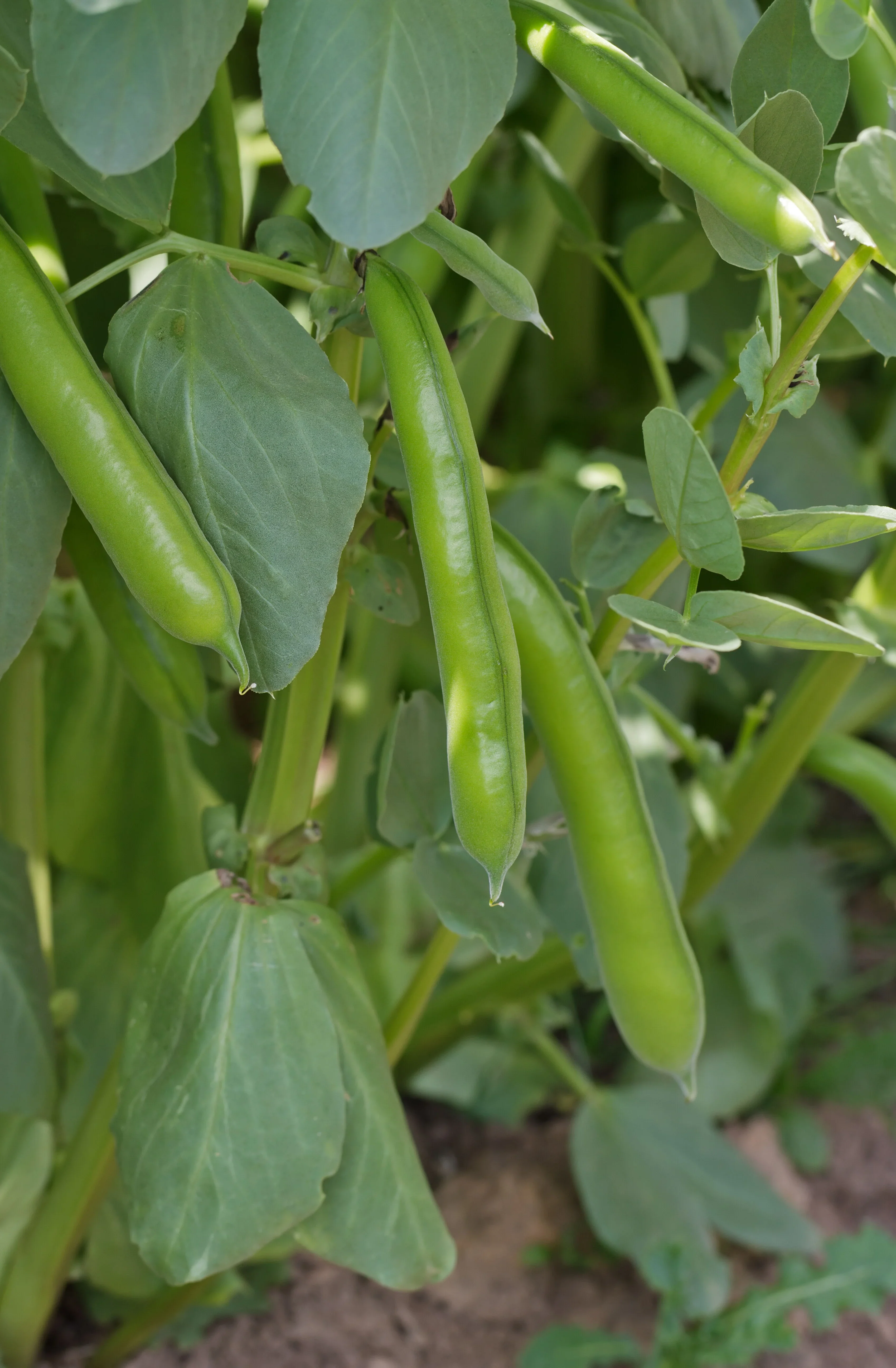 Broad Bean Seeds 'Crimson' for Planting- Ideal for Gardening, Planting, and Growing Your Own Broad Beans - Image 4
