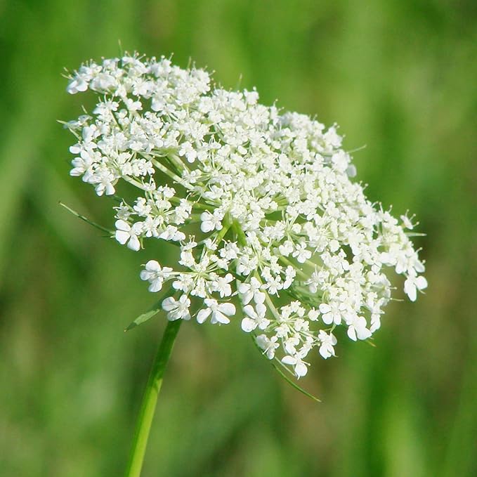 Queen Anne's Lace Seeds - Daucus Carota, Biennial, Pollinator-Friendly, Delicate Beauty with Unique Growth Pattern