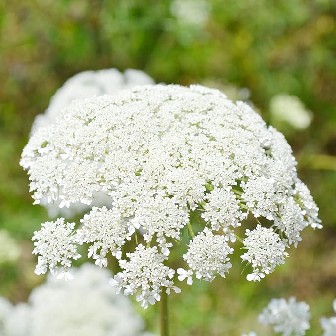 Queen Anne's Lace Seeds - Daucus Carota, Biennial, Pollinator-Friendly, Delicate Beauty with Unique Growth Pattern - Image 3