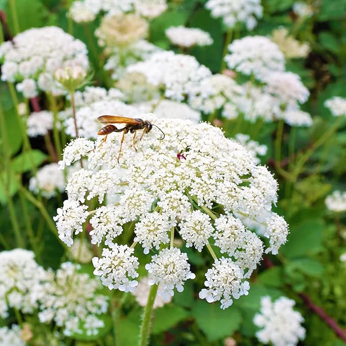 Queen Anne's Lace Seeds - Daucus Carota, Biennial, Pollinator-Friendly, Delicate Beauty with Unique Growth Pattern - Image 4