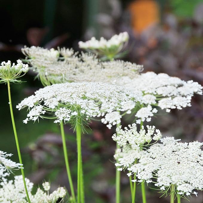 Queen Anne's Lace Seeds - Daucus Carota, Biennial, Pollinator-Friendly, Delicate Beauty with Unique Growth Pattern - Image 5