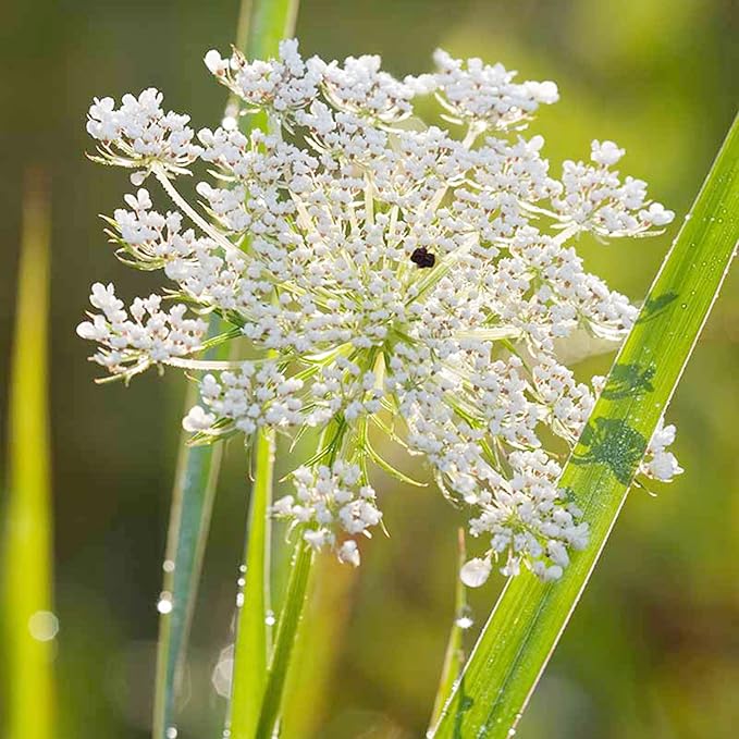 Queen Anne's Lace Seeds - Daucus Carota, Biennial, Pollinator-Friendly, Delicate Beauty with Unique Growth Pattern - Image 6