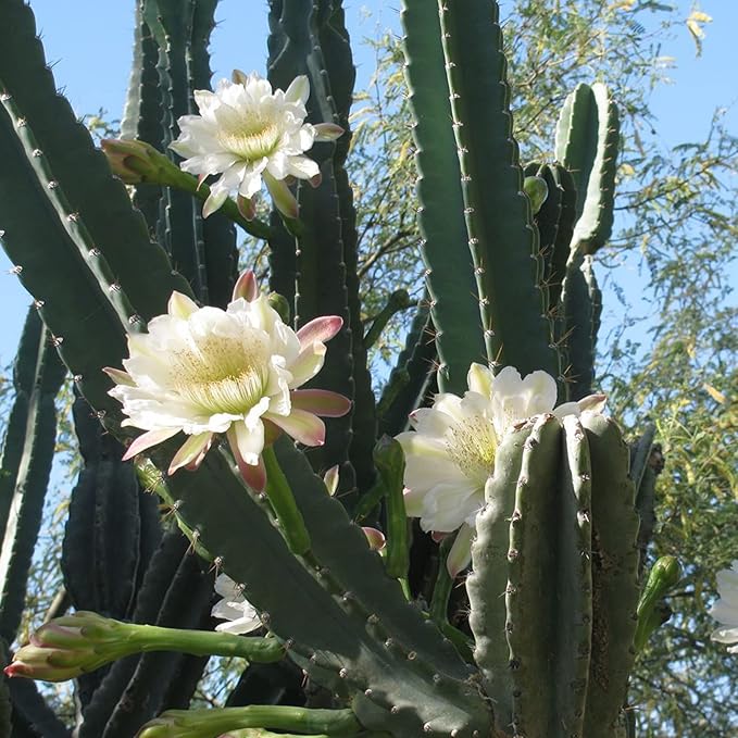 Queen of the Night Seeds - Night-Blooming Cereus Cactus with Large Fragrant White Flowers, Ideal for Hanging Baskets - Image 3