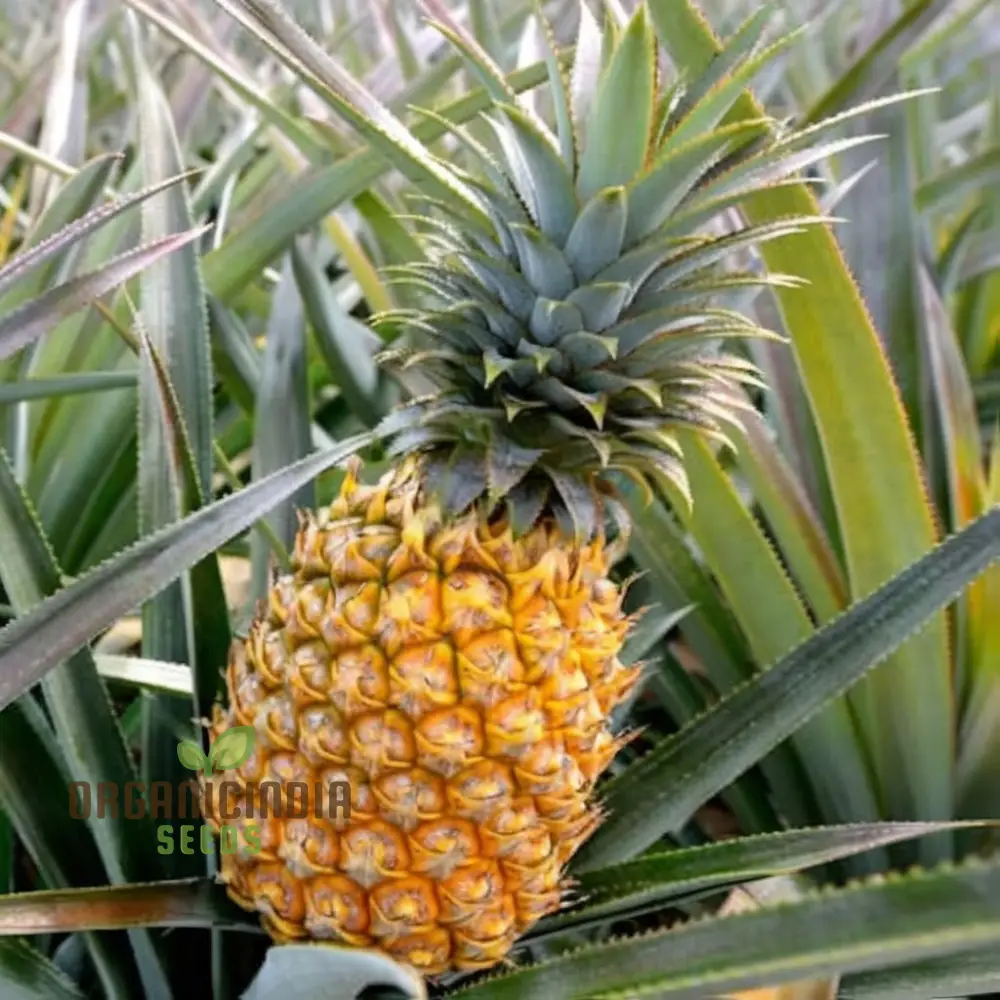 Queen Pineapple Seeds for Planting – Grow Sweet & Fragrant Natal Queen Pineapples
