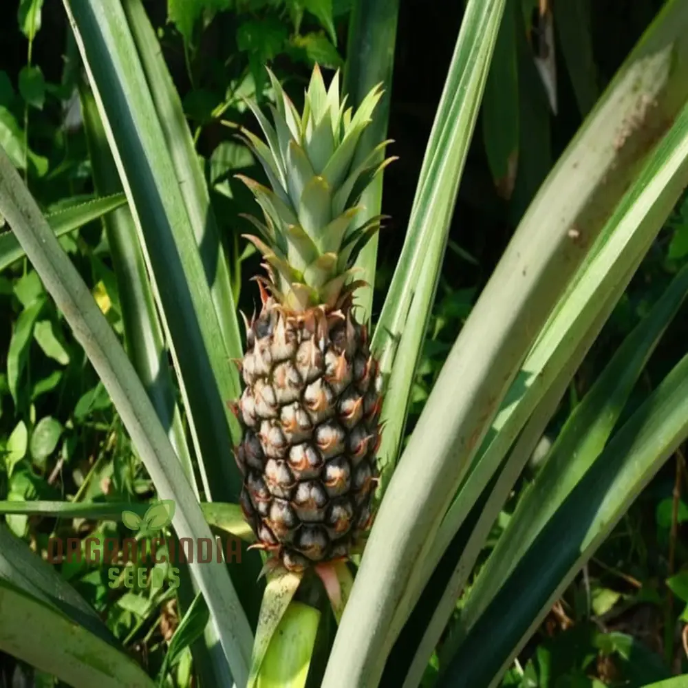 Queen Pineapple Seeds for Planting – Grow Sweet & Fragrant Natal Queen Pineapples - Image 2