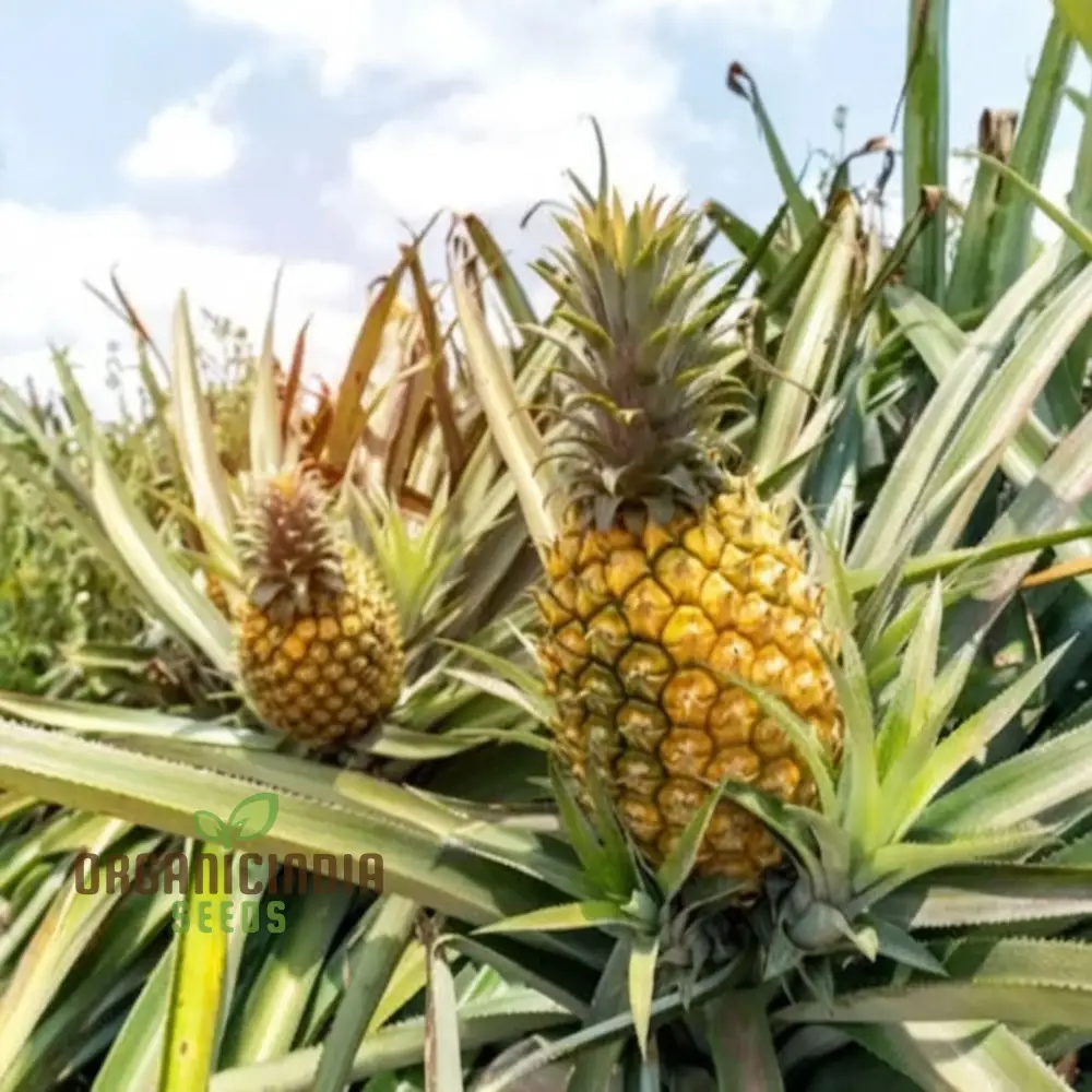 Queen Pineapple Seeds for Planting – Grow Sweet & Fragrant Natal Queen Pineapples - Image 3
