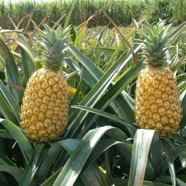 Queen Pineapple Seeds for Planting – Grow Sweet & Fragrant Natal Queen Pineapples - Image 4