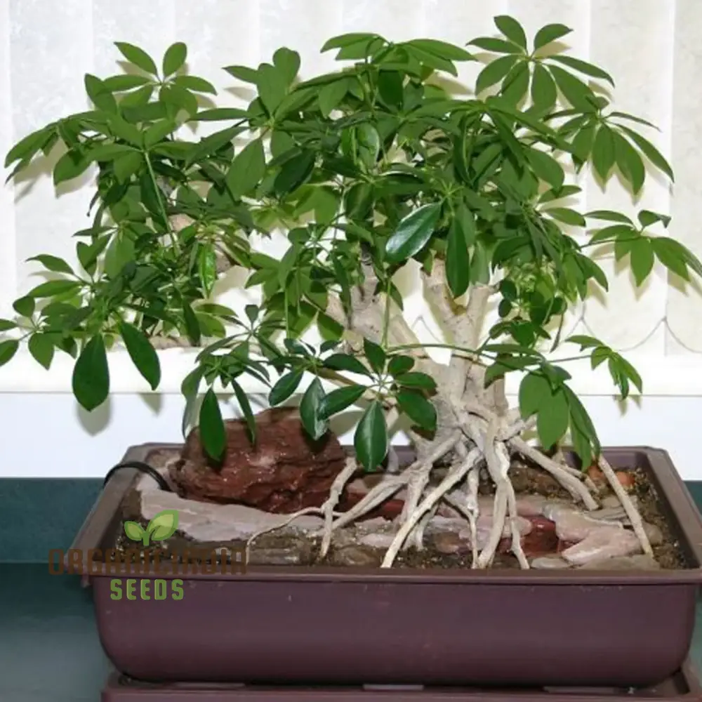 Queensland Umbrella Tree Seeds - Schefflera Actinophylla for Gardening Enthusiasts Seeking Tropical Beauty and Shade