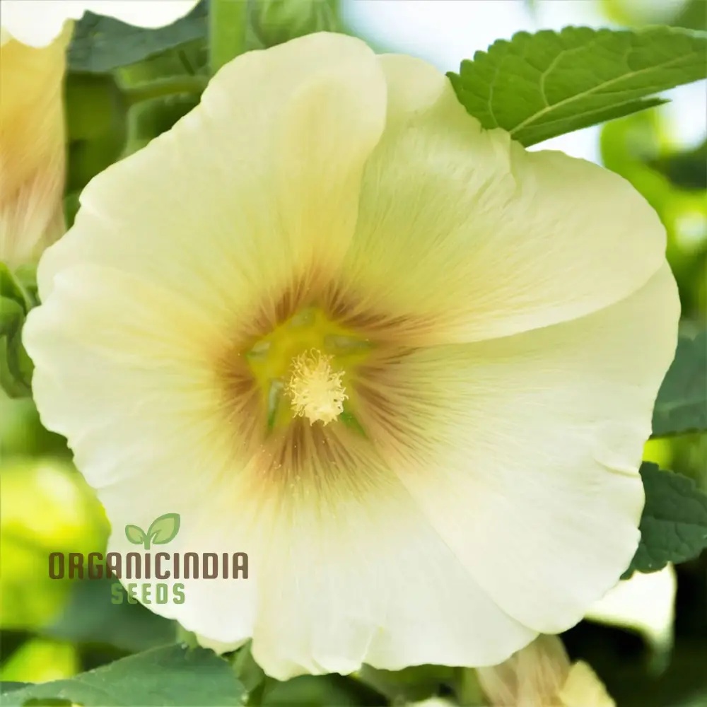 Radiant Blooms, Yellow Giant Hollyhock Flower Seeds - Ideal for Perennial Planting and Gardening to Enrich Your Landscape