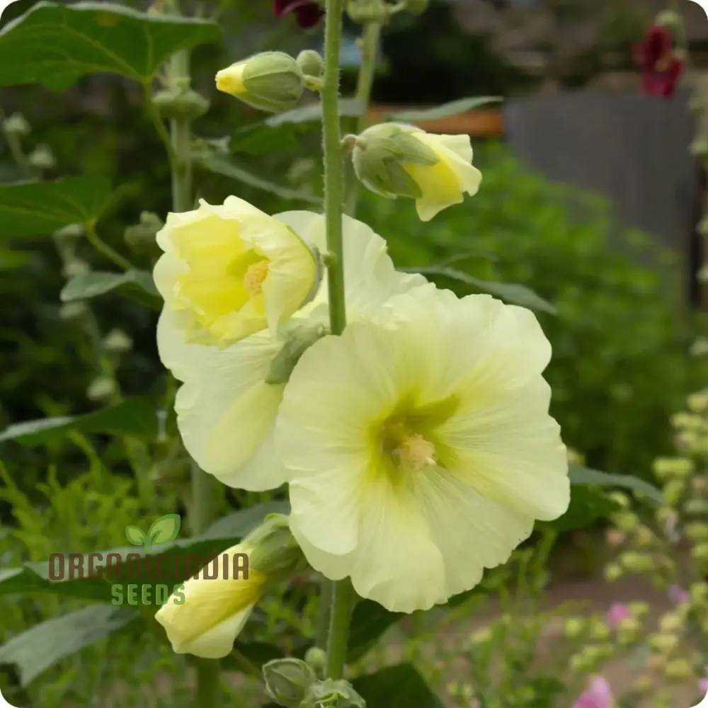 Radiant Blooms, Yellow Giant Hollyhock Flower Seeds - Ideal for Perennial Planting and Gardening to Enrich Your Landscape - Image 3
