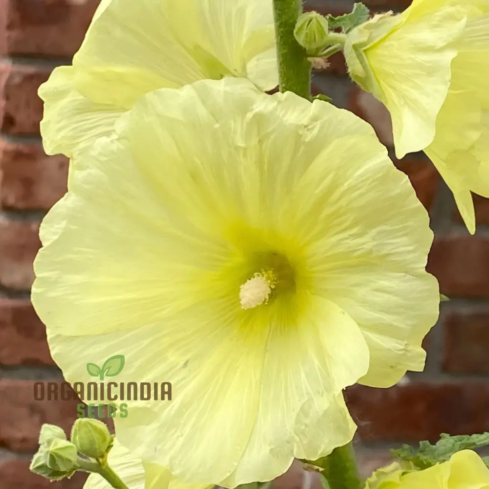 Radiant Blooms, Yellow Giant Hollyhock Flower Seeds - Ideal for Perennial Planting and Gardening to Enrich Your Landscape - Image 4