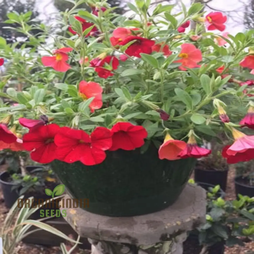 Radiant Red Calibrachoa Flower Seeds Await Your Planting - Image 3