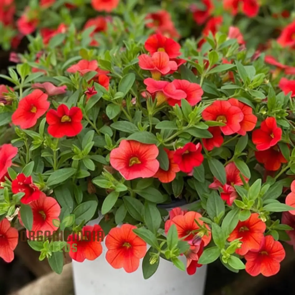 Radiant Red Calibrachoa Flower Seeds Await Your Planting - Image 4