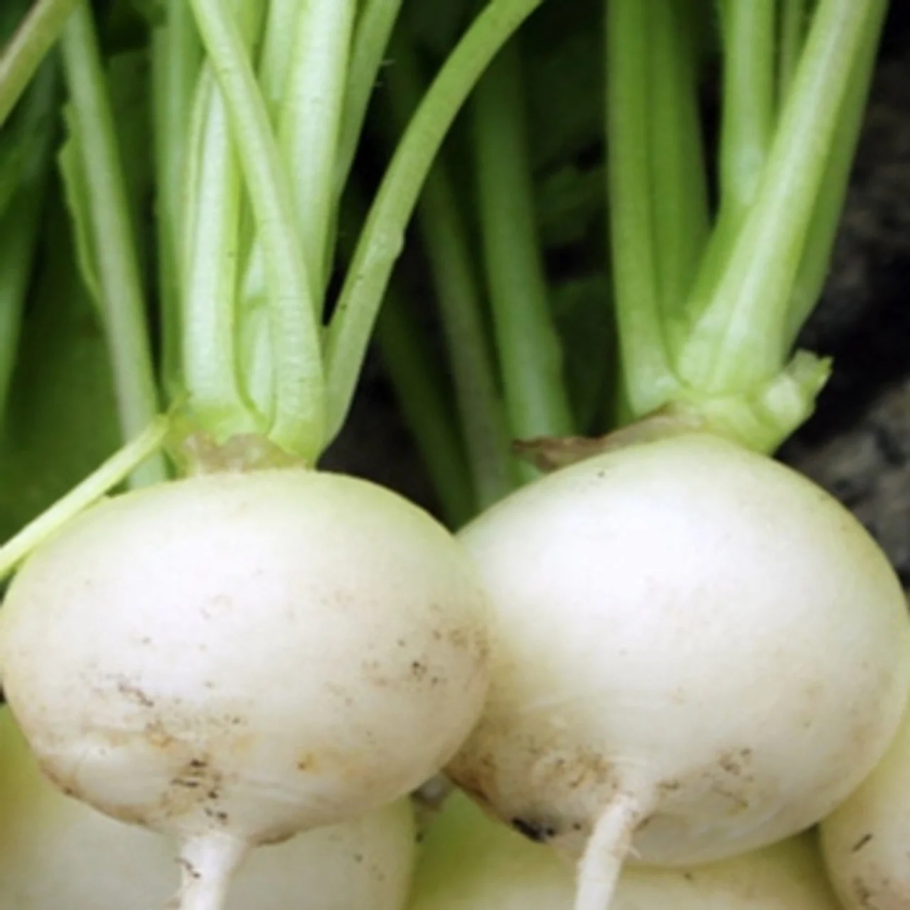 RADISH ALBENA Seeds for Planting - Premium Quality for Gardening Enthusiasts | Buy Organic Seeds Online