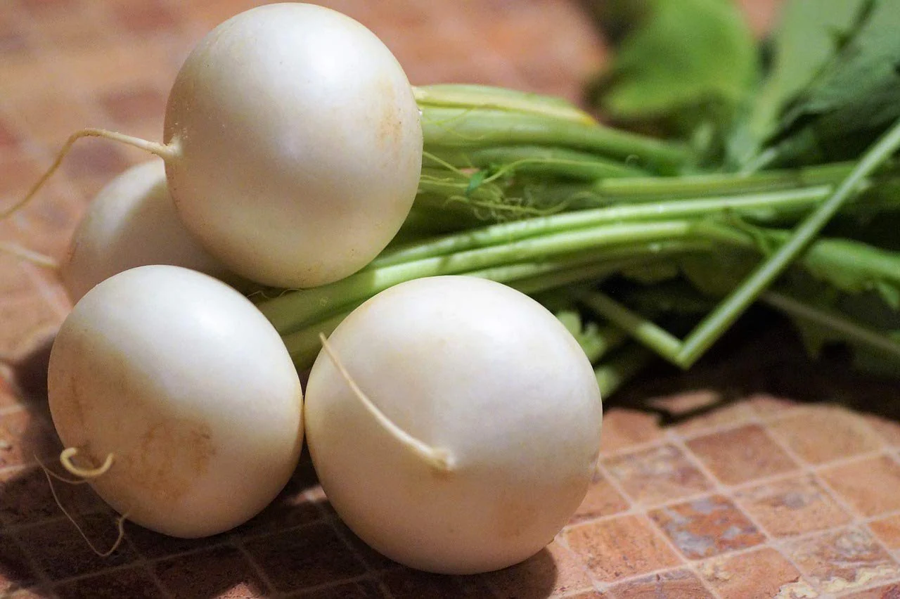 RADISH ALBENA Seeds for Planting - Premium Quality for Gardening Enthusiasts | Buy Organic Seeds Online - Image 4