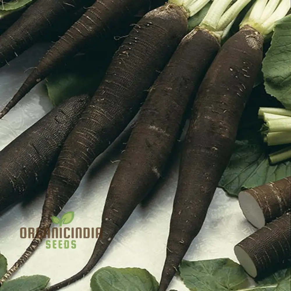 Radish - Black Spanish Long Vegetable Seeds for Planting, Unique Long-Rooted Radishes for Your Vegetable Garden, High Yield & Easy to Grow