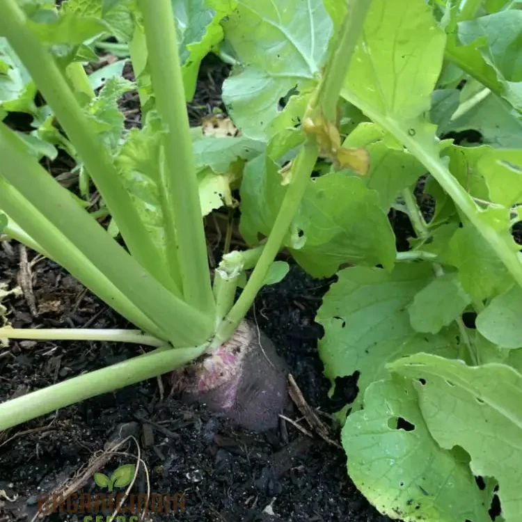 Radish - Black Spanish Long Vegetable Seeds for Planting, Unique Long-Rooted Radishes for Your Vegetable Garden, High Yield & Easy to Grow - Image 3