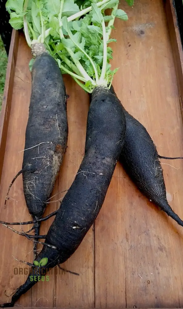 Radish - Black Spanish Long Vegetable Seeds for Planting, Unique Long-Rooted Radishes for Your Vegetable Garden, High Yield & Easy to Grow - Image 4