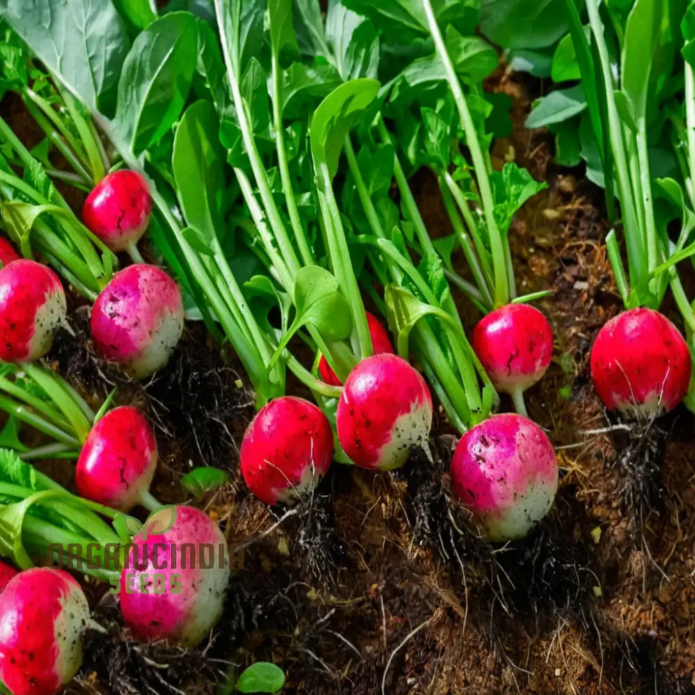 Radish Globe Sparkler Seeds for Planting β Fast Growing, Crisp & Aromatic