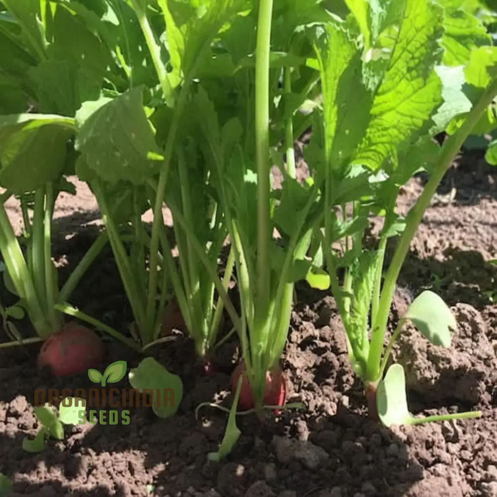 Radish Globe Sparkler Seeds for Planting β Fast Growing, Crisp & Aromatic - Image 3
