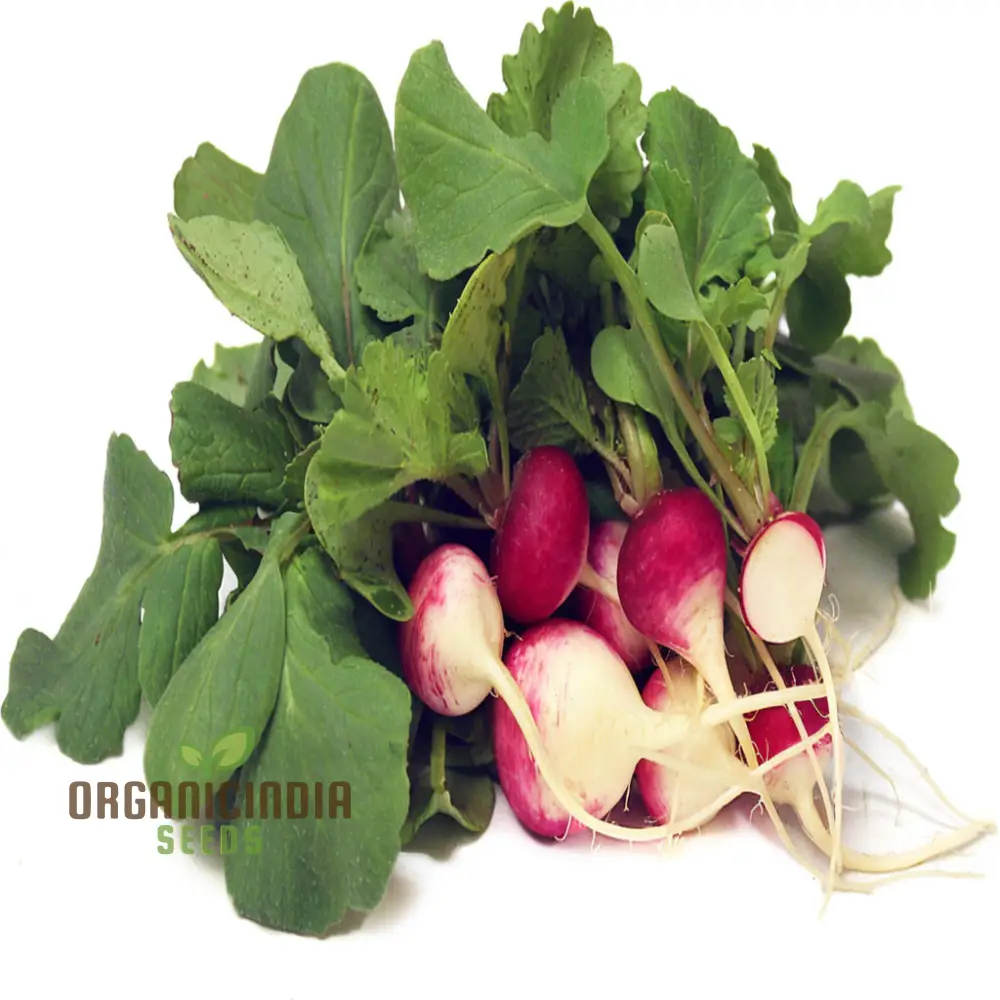 Radish Globe Sparkler Seeds for Planting β Fast Growing, Crisp & Aromatic - Image 4