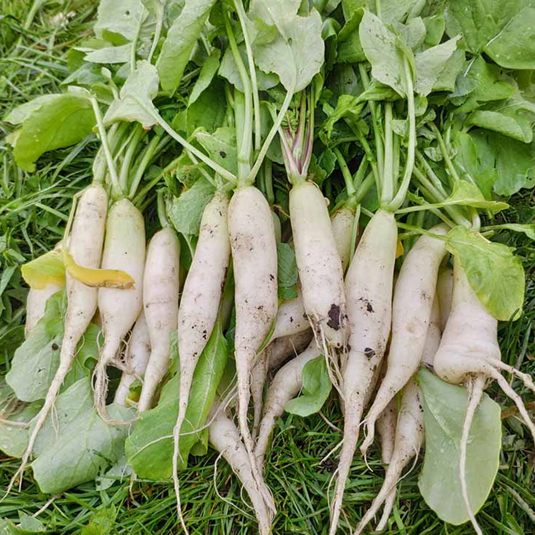 RADISH ICICLE Seeds for Planting - Premium Quality for Gardening Enthusiasts