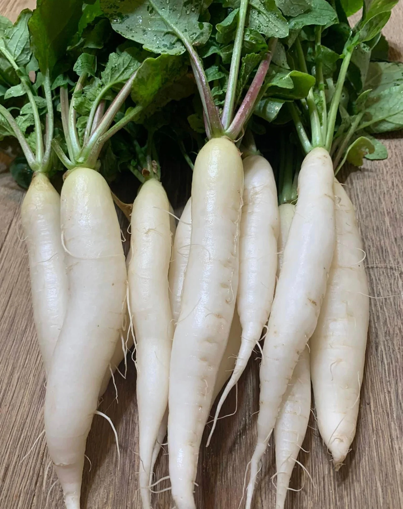 RADISH ICICLE Seeds for Planting - Premium Quality for Gardening Enthusiasts - Image 3