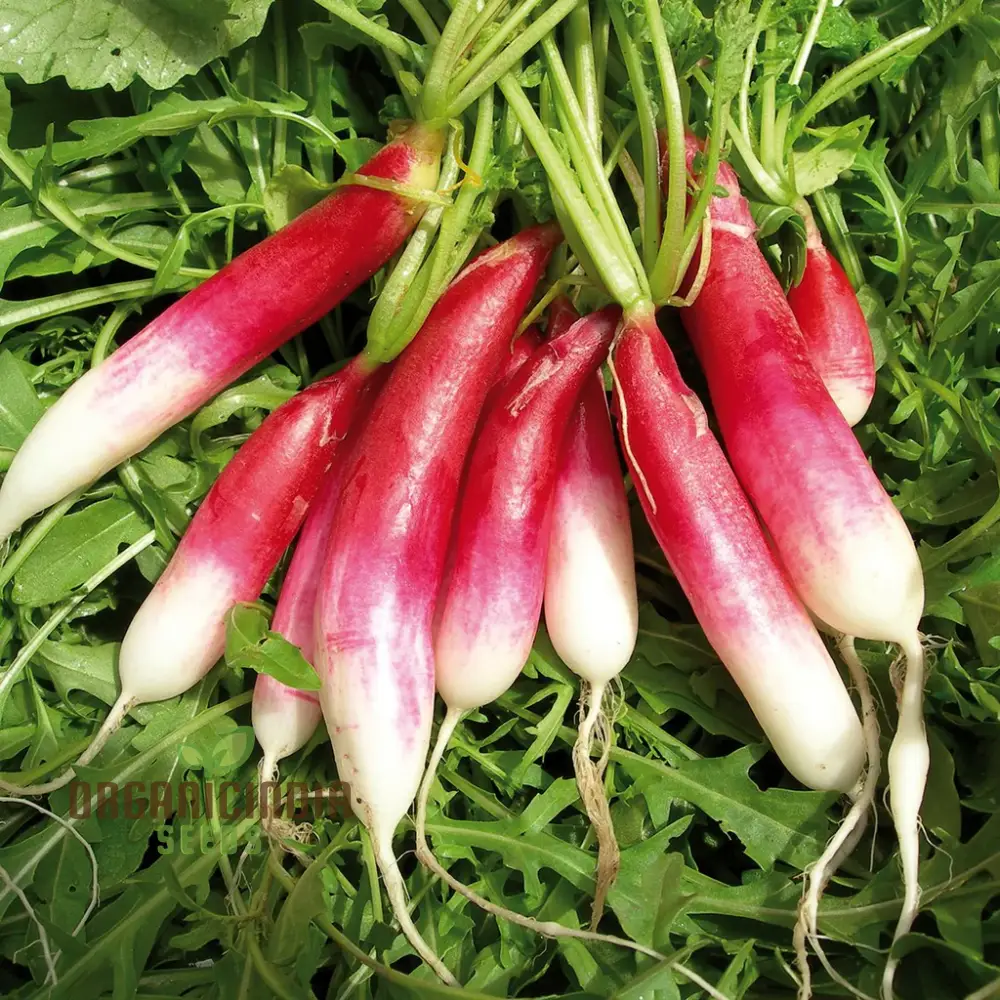 RADISH LOGO F1 Seeds for Gardening - Premium Quality Seeds for Your Garden
