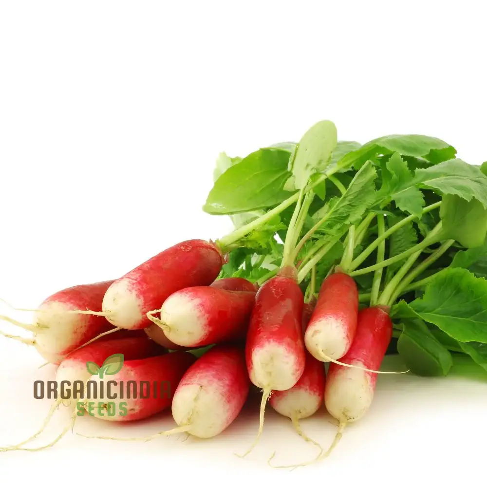 RADISH LOGO F1 Seeds for Gardening - Premium Quality Seeds for Your Garden - Image 3