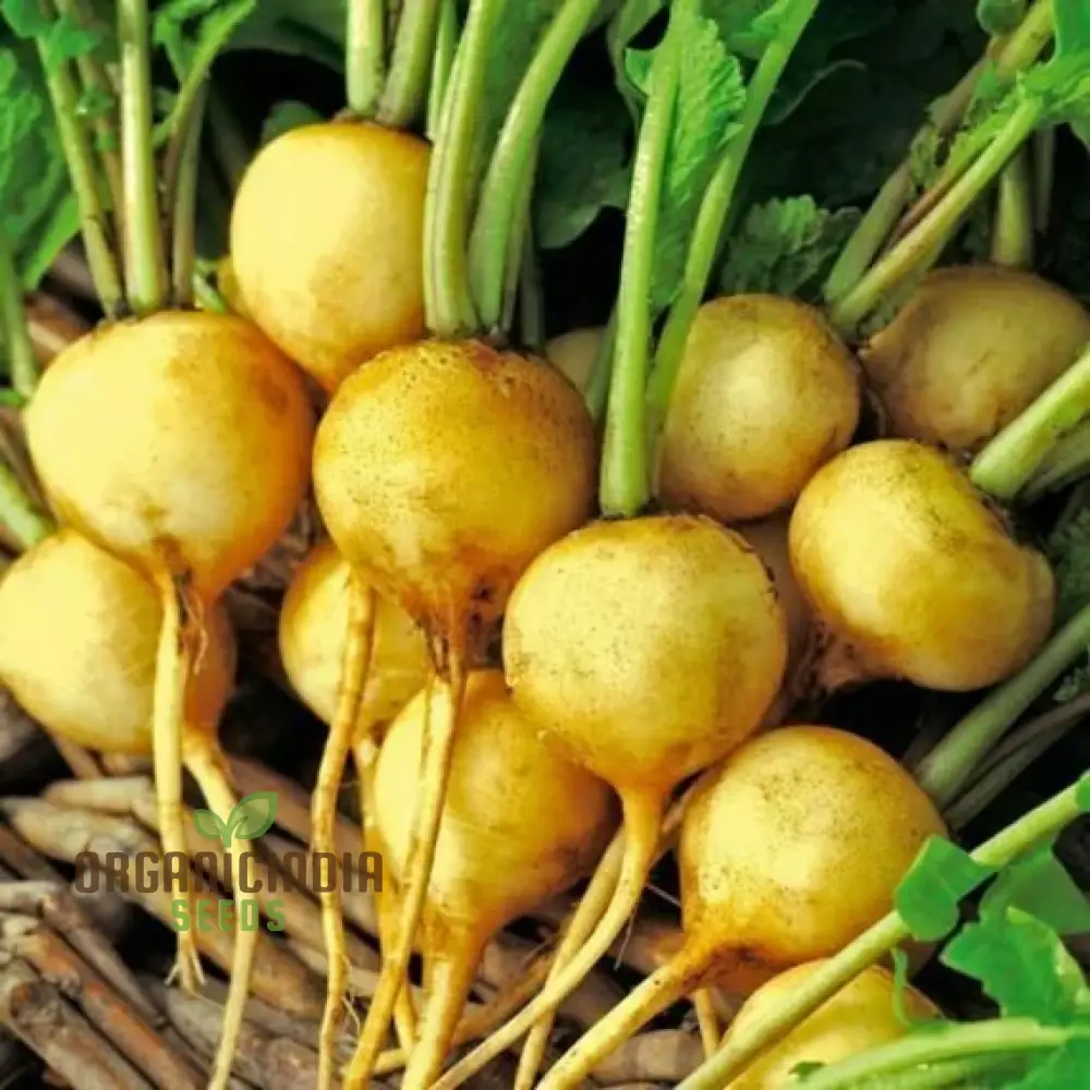 RADISH ZLATA Seeds for Planting, Your Gardening Needs | Buy Seeds Online