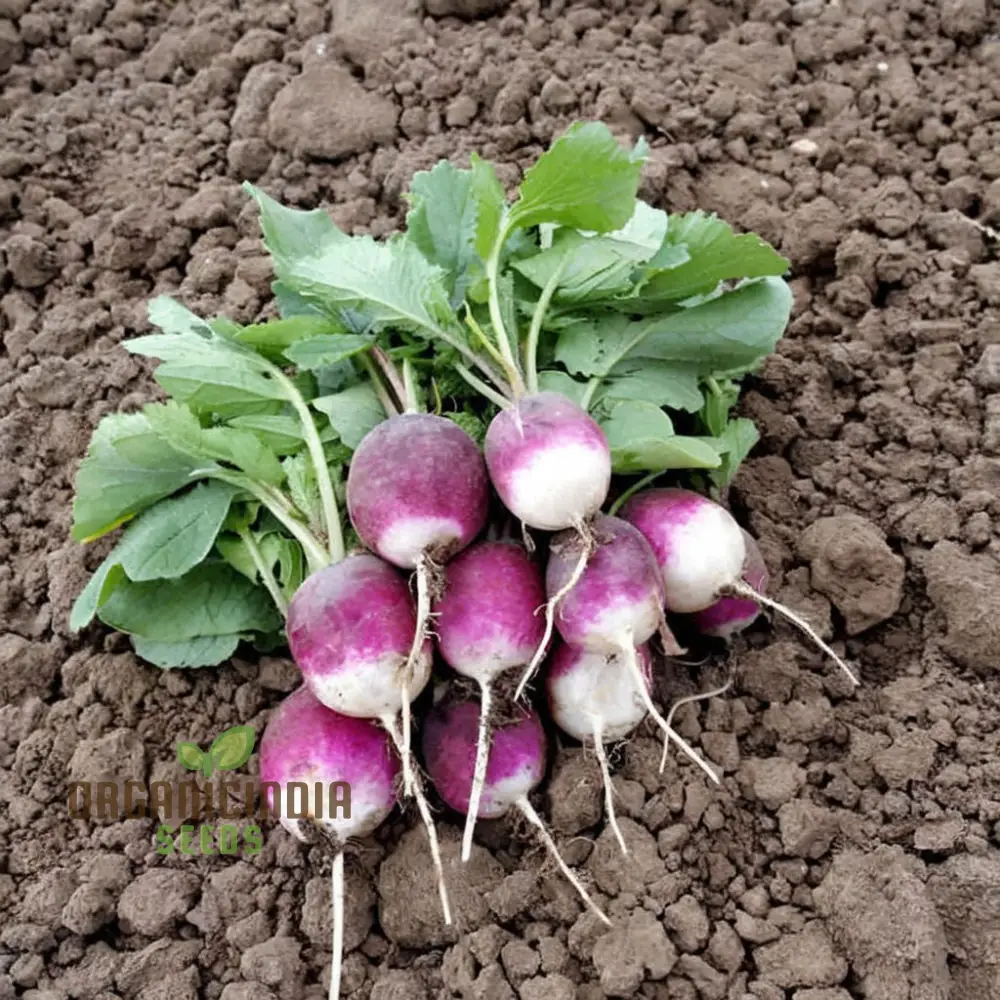 Radishes with Diana Seeds, Enhance Your Gardening Experience with High-Quality Seeds for Bountiful Harvests