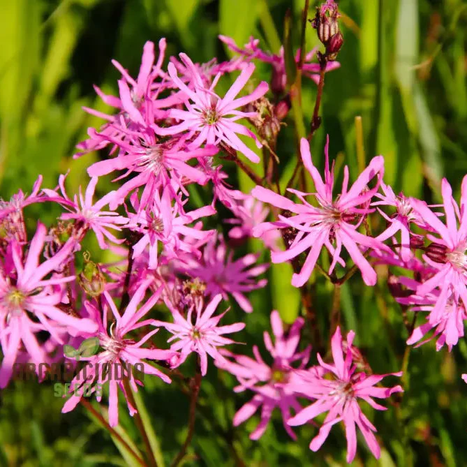 Ragged Robin Flower Seeds For Planting: Your Botanical Haven for Gardening Enthusiasts Seeking Serene Blooms and Flourishing Gardens