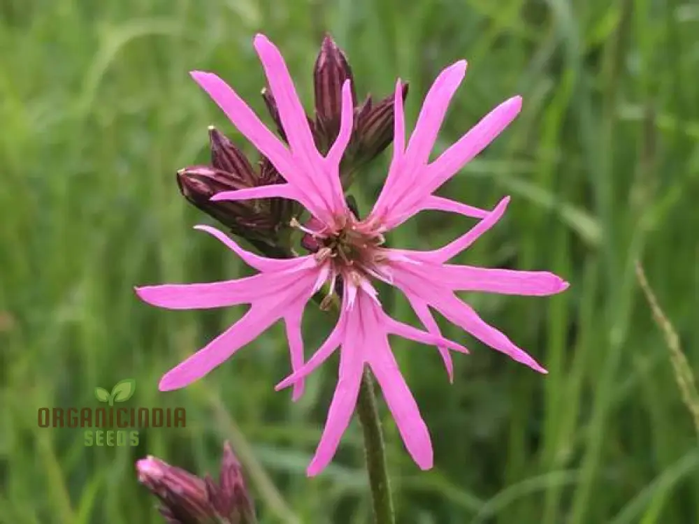 Ragged Robin Flower Seeds For Planting: Your Botanical Haven for Gardening Enthusiasts Seeking Serene Blooms and Flourishing Gardens - Image 2