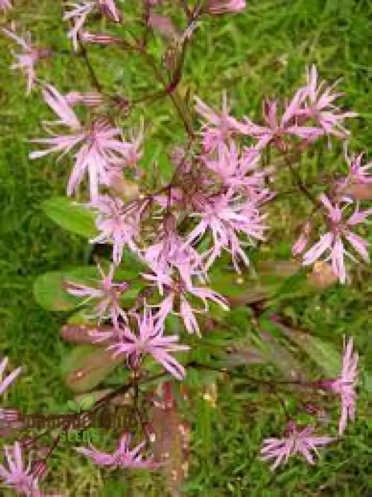 Ragged Robin Flower Seeds For Planting: Your Botanical Haven for Gardening Enthusiasts Seeking Serene Blooms and Flourishing Gardens - Image 3
