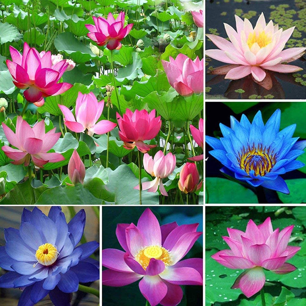 Rainbow Bowl Lotus Aquatic Flower Seeds for Planting,Premium Gardening Seeds - Image 3
