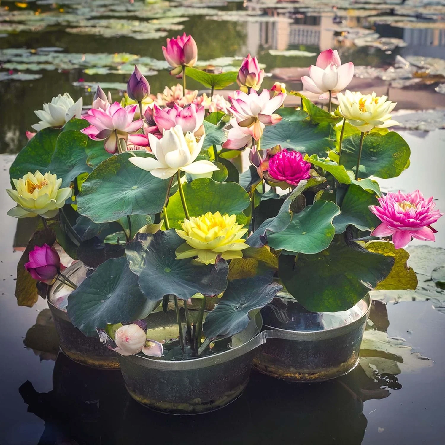 Rainbow Bowl Lotus Aquatic Flower Seeds for Planting,Premium Gardening Seeds - Image 4