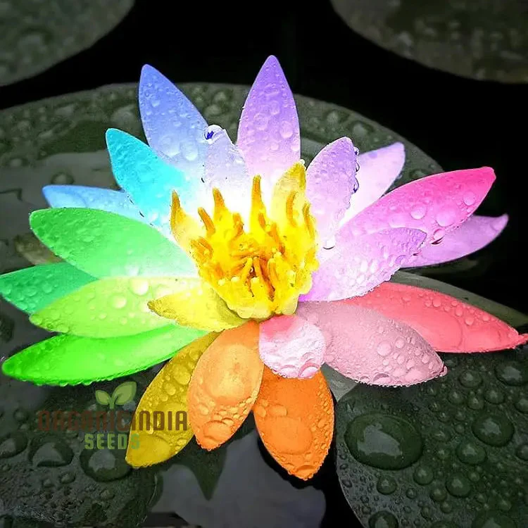 Rainbow Bowl Lotus Aquatic Flower Seeds for Planting,Premium Gardening Seeds - Image 6