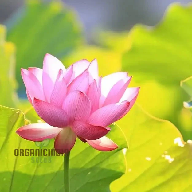 Rainbow Bowl Lotus Aquatic Flower Seeds for Planting,Premium Gardening Seeds - Image 7