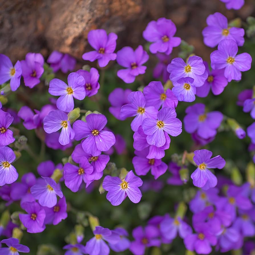 Rainbow Creeping Thyme And Mixed Rock Cress - Perennial Ground Cover Flower for Home Garden
