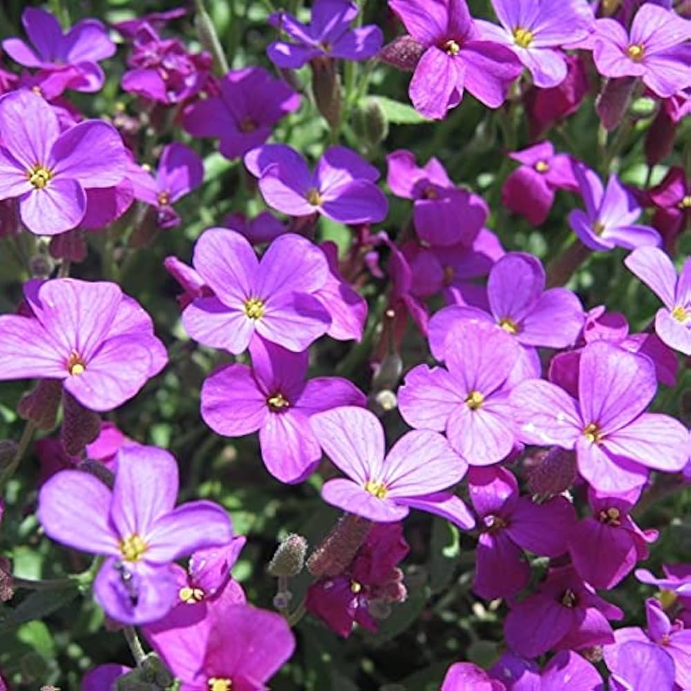 Rainbow Creeping Thyme And Mixed Rock Cress - Perennial Ground Cover Flower for Home Garden - Image 3