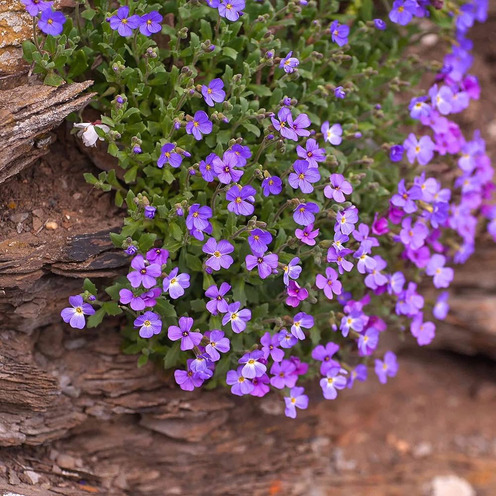 Rainbow Creeping Thyme And Mixed Rock Cress - Perennial Ground Cover Flower for Home Garden - Image 4