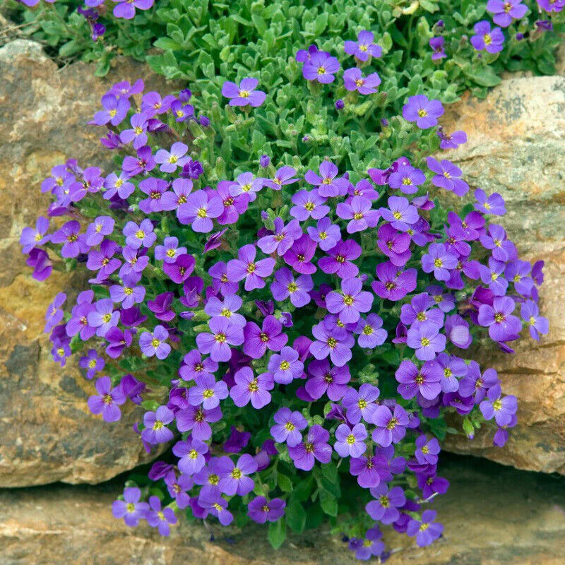 Rainbow Creeping Thyme And Mixed Rock Cress - Perennial Ground Cover Flower for Home Garden - Image 5