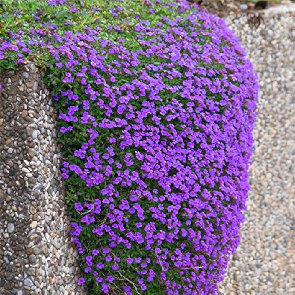 Rainbow Creeping Thyme And Mixed Rock Cress - Perennial Ground Cover Flower for Home Garden - Image 6