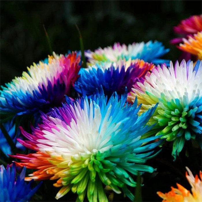 Rainbow Gerberas Exotic Flower Seeds for Planting, Cultivating a Stunning Array of Colorful Blooms in Your Garden - Image 3