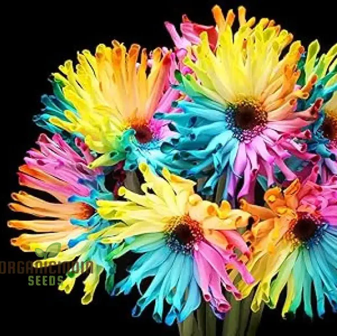 Rainbow Gerberas Exotic Flower Seeds for Planting, Cultivating a Stunning Array of Colorful Blooms in Your Garden - Image 4