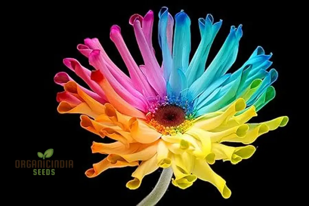 Rainbow Gerberas Exotic Flower Seeds for Planting, Cultivating a Stunning Array of Colorful Blooms in Your Garden - Image 5