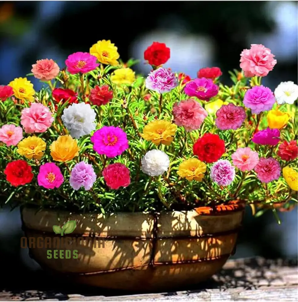 Rainbow Portulaca Flower Seeds, Expert Planting and Gardening Guide for a Colorful Bloom - Image 3